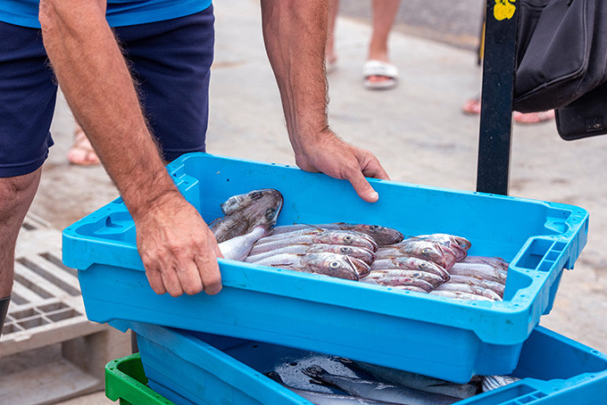 Fish